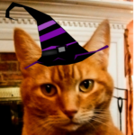 Apricot in witch hat