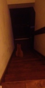 Apricot kitty scary dark stairs