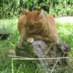 Apricot kitty cat napping on a rock