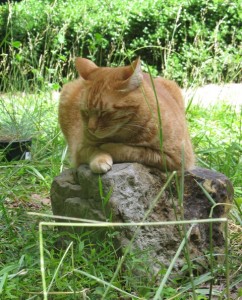 Apricot kitty cat napping on a rock