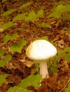 Mushroom white