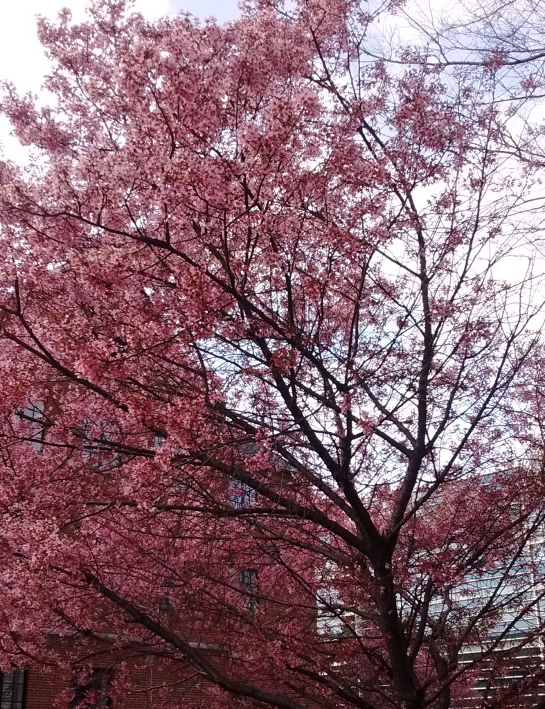 Pink blossoms in Raleigh, March 2016