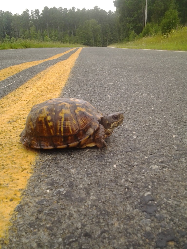 Turtle-crossing-road